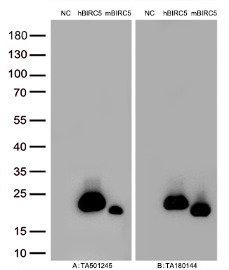 Figure A, Western blot analysis of overexpressed lysates (15ug per lane) from HEK293T cells transfected with empty plasmid (<a href = "https://www.origene.com/catalog/vectors/mammalian-expression-vectors/ps100001-pcmv6-entry-mammalian-expression-vector" title="PS100001" class="">PS100001</a>, NC), human BIRC5  plasmid (<a href = "https://www.origene.com/catalog/cdna-clones/expression-plasmids/rc205935-birc5-nm-001168-human-tagged-orf-clone" title="RC205935" class="">RC205935</a>, hBIRC5), mouse BIRC5 plasmid (<a href = "https://www.origene.com/catalog/cdna-clones/expression-plasmids/mr223428-birc5-nm-009689-mouse-tagged-orf-clone" title="MR223428" class="">MR223428</a>, mBIRC5) using anti-BIRC5 antibody TA501245 (1:10000@1mg/ml). Figure B, Western blot analysis of  the same samples as figure A with anti-DDK antibody (<a href = "https://www.origene.com/catalog/antibodies/tag-antibodies/ta180144-ddk-flag-mouse-monoclonal-antibody-clone-oti11c3" title="TA180144" class="">TA180144</a>, 1:10000@1mg/ml)