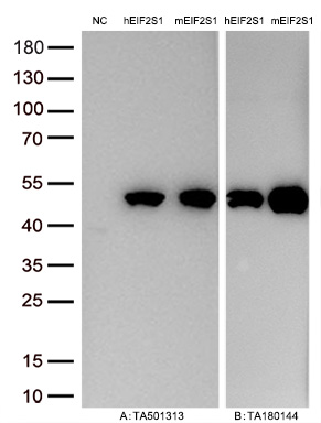 Figure A, Western blot analysis of overexpressed lysates (10ug per lane) from HEK293T cells transfected with empty plasmid (<a href = "https://www.origene.com/catalog/vectors/mammalian-expression-vectors/ps100001-pcmv6-entry-mammalian-expression-vector" title="PS100001" class="">PS100001</a>, NC), human EIF2S1  plasmid (<a href = "https://www.origene.com/catalog/cdna-clones/expression-plasmids/rc200368-elf2-alpha-eif2s1-nm-004094-human-tagged-orf-clone" title="RC200368" class="">RC200368</a>, hEIF2S1), mouse EIF2S1 plasmid (<a href = "https://www.origene.com/catalog/cdna-clones/expression-plasmids/mr204498-eif2s1-nm-026114-mouse-tagged-orf-clone" title="MR204498" class="">MR204498</a>, mEIF2S1) using anti-EIF2S1 antibody <a href = "https://www.origene.com/catalog/antibodies/primary-antibodies/ta501313-elf2-alpha-eif2s1-mouse-monoclonal-antibody-clone-id-oti3h4" title="TA501313" class="">TA501313</a> (1:10000@1mg/ml). Figure B, Western blot analysis of the same human EIF2S1 and mouse EIF2S1 samples as figure A with anti-DDK antibody (<a href = "https://www.origene.com/catalog/antibodies/tag-antibodies/ta180144-ddk-flag-mouse-monoclonal-antibody-clone-oti11c3" title="TA180144" class="">TA180144</a>, 1:10000@1mg/ml)