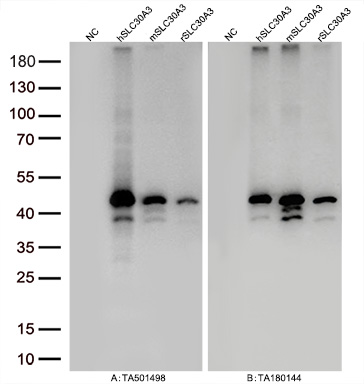 Figure A, Western blot analysis of overexpressed lysates (15ug per lane) from HEK293T cells transfected with empty plasmid (<a href = "https://www.origene.com/catalog/vectors/mammalian-expression-vectors/ps100001-pcmv6-entry-mammalian-expression-vector" title="PS100001" class="">PS100001</a>, NC), human SLC30A3  plasmid (<a href = "https://www.origene.com/catalog/cdna-clones/expression-plasmids/rc205310-slc30a3-nm-003459-human-tagged-orf-clone" title="RC205310" class="">RC205310</a>, hSLC30A3), mouse SLC30A3 plasmid (<a href = "https://www.origene.com/catalog/cdna-clones/expression-plasmids/mr206067-slc30a3-nm-011773-mouse-tagged-orf-clone" title="MR206067" class="">MR206067</a>, mSLC30A3), rat SLC30A3 plasmid (<a href = "https://www.origene.com/catalog/cdna-clones/expression-plasmids/rr211546-slc30a3-nm-001013243-rat-tagged-orf-clone" title="RR211546" class="">RR211546</a>, rSLC30A3) using anti-SLC30A3 antibody <a href = "https://www.origene.com/catalog/antibodies/primary-antibodies/ta501498-slc30a3-mouse-monoclonal-antibody-clone-id-oti2h6" title="TA501498" class="">TA501498</a> (1:10000@1mg/ml). Figure B, Western blot analysis of  the same samples as figure A with anti-DDK antibody (<a href = "https://www.origene.com/catalog/antibodies/tag-antibodies/ta180144-ddk-flag-mouse-monoclonal-antibody-clone-oti11c3" title="TA180144" class="">TA180144</a>, 1:10000@1mg/ml)