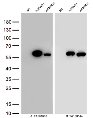 Figure A, Western blot analysis of overexpressed lysates (15ug per lane) from HEK293T cells transfected with empty plasmid (<a href = "https://www.origene.com/catalog/vectors/mammalian-expression-vectors/ps100001-pcmv6-entry-mammalian-expression-vector" title="PS100001" class="">PS100001</a>, NC), human CBWD1  plasmid (<a href = "https://www.origene.com/catalog/cdna-clones/expression-plasmids/rc222790-cbwd1-nm-018491-human-tagged-orf-clone" title="RC222790" class="">RC222790</a>, hCBWD1), mouse CBWD1 plasmid (<a href = "https://www.origene.com/catalog/cdna-clones/expression-plasmids/mr206144-cbwd1-nm-146097-mouse-tagged-orf-clone" title="MR206144" class="">MR206144</a>, mCBWD1) using anti-CBWD1 antibody TA501687 (1:10000@1mg/ml). Figure B, Western blot analysis of  the same samples as figure A with anti-DDK antibody (<a href = "https://www.origene.com/catalog/antibodies/tag-antibodies/ta180144-ddk-flag-mouse-monoclonal-antibody-clone-oti11c3" title="TA180144" class="">TA180144</a>, 1:10000@1mg/ml)