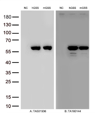 Figure A, Western blot analysis of overexpressed lysates (15ug per lane) from HEK293T cells transfected with empty plasmid (<a href = "https://www.origene.com/catalog/vectors/mammalian-expression-vectors/ps100001-pcmv6-entry-mammalian-expression-vector" title="PS100001" class="">PS100001</a>, NC), human GSS  plasmid (<a href = "https://www.origene.com/catalog/cdna-clones/expression-plasmids/rc203174-glutathione-synthetase-gss-nm-000178-human-tagged-orf-clone" title="RC203174" class="">RC203174</a>, hGSS), mouse GSS plasmid (<a href = "https://www.origene.com/catalog/cdna-clones/expression-plasmids/mr207587-gss-nm-008180-mouse-tagged-orf-clone" title="MR207587" class="">MR207587</a>, mGSS) using anti-GSS antibody <a href = "https://www.origene.com/catalog/antibodies/primary-antibodies/ta501936-glutathione-synthetase-gss-mouse-monoclonal-antibody-clone-id-oti2f2" title="TA501936" class="">TA501936</a> (1:10000@1mg/ml). Figure B, Western blot analysis of  the same samples as figure A with anti-DDK antibody (<a href = "https://www.origene.com/catalog/antibodies/tag-antibodies/ta180144-ddk-flag-mouse-monoclonal-antibody-clone-oti11c3" title="TA180144" class="">TA180144</a>, 1:10000@1mg/ml)