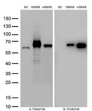 Figure A, Western blot analysis of overexpressed lysates (5ug per lane) from HEK293T cells transfected with empty plasmid (<a href = "https://www.origene.com/catalog/vectors/mammalian-expression-vectors/ps100001-pcmv6-entry-mammalian-expression-vector" title="PS100001" class="">PS100001</a>, NC), human SNX8  plasmid (<a href = "https://www.origene.com/catalog/cdna-clones/expression-plasmids/rc205847-snx8-nm-013321-human-tagged-orf-clone" title="RC205847" class="">RC205847</a>, hSNX8), mouse SNX8 plasmid (<a href = "https://www.origene.com/catalog/cdna-clones/expression-plasmids/mr207330-snx8-nm-172277-mouse-tagged-orf-clone" title="MR207330" class="">MR207330</a>, mSNX8) using anti-SNX8 antibody <a href = "https://www.origene.com/catalog/antibodies/primary-antibodies/ta502136-snx8-mouse-monoclonal-antibody-clone-id-oti4f8" title="TA502136" class="">TA502136</a> (1:10000@1mg/ml). Figure B, Western blot analysis of  the same samples as figure A with anti-DDK antibody (<a href = "https://www.origene.com/catalog/antibodies/tag-antibodies/ta180144-ddk-flag-mouse-monoclonal-antibody-clone-oti11c3" title="TA180144" class="">TA180144</a>, 1:10000@1mg/ml)