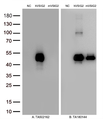 Figure A, Western blot analysis of overexpressed lysates (15ug per lane) from HEK293T cells transfected with empty plasmid (<a href = "https://www.origene.com/catalog/vectors/mammalian-expression-vectors/ps100001-pcmv6-entry-mammalian-expression-vector" title="PS100001" class="">PS100001</a>, NC), human VSIG2  plasmid (<a href = "https://www.origene.com/catalog/cdna-clones/expression-plasmids/rc200170-vsig2-nm-014312-human-tagged-orf-clone" title="RC200170" class="">RC200170</a>, hVSIG2), mouse VSIG2 plasmid (<a href = "https://www.origene.com/catalog/cdna-clones/expression-plasmids/mr216309-vsig2-nm-020518-mouse-tagged-orf-clone" title="MR216309" class="">MR216309</a>, mVSIG2) using anti-VSIG2 antibody <a href = "https://www.origene.com/catalog/antibodies/primary-antibodies/ta502162-vsig2-mouse-monoclonal-antibody-clone-id-oti11b3" title="TA502162" class="">TA502162</a> (1:10000@1mg/ml). Figure B, Western blot analysis of  the same samples as figure A with anti-DDK antibody (<a href = "https://www.origene.com/catalog/antibodies/tag-antibodies/ta180144-ddk-flag-mouse-monoclonal-antibody-clone-oti11c3" title="TA180144" class="">TA180144</a>, 1:10000@1mg/ml).