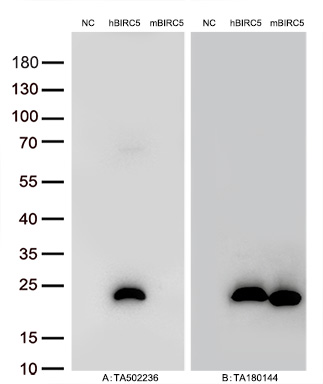 Figure A, Western blot analysis of overexpressed lysates (15ug per lane) from HEK293T cells transfected with empty plasmid (<a href = "https://www.origene.com/catalog/vectors/mammalian-expression-vectors/ps100001-pcmv6-entry-mammalian-expression-vector" title="PS100001" class="">PS100001</a>, NC), human BIRC5  plasmid (<a href = "https://www.origene.com/catalog/cdna-clones/expression-plasmids/rc205935-birc5-nm-001168-human-tagged-orf-clone" title="RC205935" class="">RC205935</a>, hBIRC5), mouse BIRC5 plasmid (<a href = "https://www.origene.com/catalog/cdna-clones/expression-plasmids/mr223428-birc5-nm-009689-mouse-tagged-orf-clone" title="MR223428" class="">MR223428</a>, mBIRC5) using anti-BIRC5 antibody <a href = "https://www.origene.com/catalog/antibodies/primary-antibodies/ta502236-birc5-mouse-monoclonal-antibody-clone-id-oti3g3" title="TA502236" class="">TA502236</a> (1:2000@1mg/ml). Figure B, Western blot analysis of  the same samples as figure A with anti-DDK antibody (<a href = "https://www.origene.com/catalog/antibodies/tag-antibodies/ta180144-ddk-flag-mouse-monoclonal-antibody-clone-oti11c3" title="TA180144" class="">TA180144</a>, 1:10000@1mg/ml)