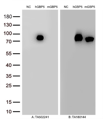 Figure A, Western blot analysis of overexpressed lysates (10ug per lane) from HEK293T cells transfected with empty plasmid (<a href = "https://www.origene.com/catalog/vectors/mammalian-expression-vectors/ps100001-pcmv6-entry-mammalian-expression-vector" title="PS100001" class="">PS100001</a>, NC), human GBP5  plasmid (<a href = "https://www.origene.com/catalog/cdna-clones/expression-plasmids/rc206627-gbp5-nm-052942-human-tagged-orf-clone" title="RC206627" class="">RC206627</a>, hGBP5), mouse GBP5 plasmid (<a href = "https://www.origene.com/catalog/cdna-clones/expression-plasmids/mr209198-gbp5-nm-153564-mouse-tagged-orf-clone" title="MR209198" class="">MR209198</a>, mGBP5) using anti-GBP5 antibody <a href = "https://www.origene.com/catalog/antibodies/primary-antibodies/ta502241-gbp5-mouse-monoclonal-antibody-clone-id-oti1b2" title="TA502241" class="">TA502241</a> (1:10000@1mg/ml). Figure B, Western blot analysis of  the same samples as figure A with anti-DDK antibody (<a href = "https://www.origene.com/catalog/antibodies/tag-antibodies/ta180144-ddk-flag-mouse-monoclonal-antibody-clone-oti11c3" title="TA180144" class="">TA180144</a>, 1:10000@1mg/ml)