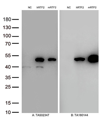 Figure A, Western blot analysis of overexpressed lysates (15ug per lane) from HEK293T cells transfected with empty plasmid (<a href = "https://www.origene.com/catalog/vectors/mammalian-expression-vectors/ps100001-pcmv6-entry-mammalian-expression-vector" title="PS100001" class="">PS100001</a>, NC), human RTF2  plasmid (<a href = "https://www.origene.com/catalog/cdna-clones/expression-plasmids/rc201652-rtf2-nm-016407-human-tagged-orf-clone" title="RC201652" class="">RC201652</a>, hRTF2), mouse RTF2 plasmid (<a href = "https://www.origene.com/catalog/cdna-clones/expression-plasmids/mr204324-rtf2-nm-025542-mouse-tagged-orf-clone" title="MR204324" class="">MR204324</a>, mRTF2) using anti-RTF2 antibody TA502347 (1:10000@1mg/ml). Figure B, Western blot analysis of  the same samples as figure A with anti-DDK antibody (<a href = "https://www.origene.com/catalog/antibodies/tag-antibodies/ta180144-ddk-flag-mouse-monoclonal-antibody-clone-oti11c3" title="TA180144" class="">TA180144</a>, 1:10000@1mg/ml).