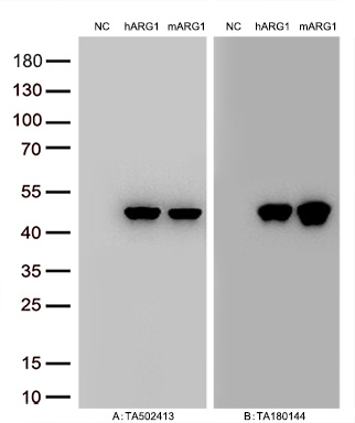 Figure A, Western blot analysis of overexpressed lysates (15ug per lane) from HEK293T cells transfected with empty plasmid (<a href = "https://www.origene.com/catalog/vectors/mammalian-expression-vectors/ps100001-pcmv6-entry-mammalian-expression-vector" title="PS100001" class="">PS100001</a>, NC), human ARG1  plasmid (<a href = "https://www.origene.com/catalog/cdna-clones/expression-plasmids/rc204649-arginase-1-arg1-nm-000045-human-tagged-orf-clone" title="RC204649" class="">RC204649</a>, hARG1), mouse ARG1 plasmid (<a href = "https://www.origene.com/catalog/cdna-clones/expression-plasmids/mr204674-arg1-nm-007482-mouse-tagged-orf-clone" title="MR204674" class="">MR204674</a>, mARG1) using anti-ARG1 antibody <a href = "https://www.origene.com/catalog/antibodies/primary-antibodies/ta502413-arginase-1-arg1-mouse-monoclonal-antibody-clone-id-oti4e6" title="TA502413" class="">TA502413</a> (1:10000@1mg/ml). Figure B, Western blot analysis of  the same samples as figure A with anti-DDK antibody (<a href = "https://www.origene.com/catalog/antibodies/tag-antibodies/ta180144-ddk-flag-mouse-monoclonal-antibody-clone-oti11c3" title="TA180144" class="">TA180144</a>, 1:10000@1mg/ml)