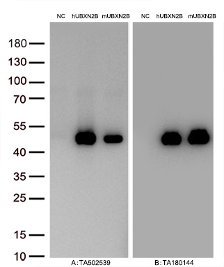 Figure A, Western blot analysis of overexpressed lysates (5ug per lane) from HEK293T cells transfected with empty plasmid (<a href = "https://www.origene.com/catalog/vectors/mammalian-expression-vectors/ps100001-pcmv6-entry-mammalian-expression-vector" title="PS100001" class="">PS100001</a>, NC), human UBXN2B  plasmid (<a href = "https://www.origene.com/catalog/cdna-clones/expression-plasmids/rc219137-ubxn2b-nm-001077619-human-tagged-orf-clone" title="RC219137" class="">RC219137</a>, hUBXN2B), mouse UBXN2B plasmid (<a href = "https://www.origene.com/catalog/cdna-clones/expression-plasmids/mr204884-ubxn2b-nm-026534-mouse-tagged-orf-clone" title="MR204884" class="">MR204884</a>, mUBXN2B) using anti-UBXN2B antibody TA502539 (1:10000@1mg/ml ). Figure B, Western blot analysis of  the same samples as figure A with anti-DDK antibody (<a href = "https://www.origene.com/catalog/antibodies/tag-antibodies/ta180144-ddk-flag-mouse-monoclonal-antibody-clone-oti11c3" title="TA180144" class="">TA180144</a>, 1:10000@1mg/ml)