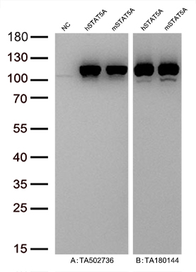 Figure A, Western blot analysis of overexpressed lysates (10ug per lane) from HEK293T cells transfected with empty plasmid (<a href = "https://www.origene.com/catalog/vectors/mammalian-expression-vectors/ps100001-pcmv6-entry-mammalian-expression-vector" title="PS100001" class="">PS100001</a>, NC), human STAT5A  plasmid (<a href = "https://www.origene.com/catalog/cdna-clones/expression-plasmids/rc205753-stat5a-nm-003152-human-tagged-orf-clone" title="RC205753" class="">RC205753</a>, hSTAT5A), mouse STAT5A plasmid (<a href = "https://www.origene.com/catalog/cdna-clones/expression-plasmids/mr210689-stat5a-nm-011488-mouse-tagged-orf-clone" title="MR210689" class="">MR210689</a>, mSTAT5A) using anti-STAT5A antibody <a href = "https://www.origene.com/catalog/antibodies/primary-antibodies/ta502736-stat5a-mouse-monoclonal-antibody-clone-id-oti9f7" title="TA502736" class="">TA502736</a> (1:10000@1mg/ml). Figure B, Western blot analysis of  the same hSTAT5A and mSTAT5A samples as figure A with anti-DDK antibody (<a href = "https://www.origene.com/catalog/antibodies/tag-antibodies/ta180144-ddk-flag-mouse-monoclonal-antibody-clone-oti11c3" title="TA180144" class="">TA180144</a>, 1:10000@1mg/ml)