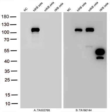Figure A, Western blot analysis of overexpressed lysates (25ug per lane) from HEK293T cells transfected with empty plasmid (<a href = "https://www.origene.com/catalog/vectors/mammalian-expression-vectors/ps100001-pcmv6-entry-mammalian-expression-vector" title="PS100001" class="">PS100001</a>, NC), human IKB zeta  plasmid (<a href = "https://www.origene.com/catalog/cdna-clones/expression-plasmids/rc219121-ikb-zeta-nfkbiz-nm-031419-human-tagged-orf-clone" title="RC219121" class="">RC219121</a>, hIKB zeta), mouse IKB zeta plasmid (<a href = "https://www.origene.com/catalog/cdna-clones/expression-plasmids/mr222336-nfkbiz-nm-030612-mouse-tagged-orf-clone" title="MR222336" class="">MR222336</a>, mIKB zeta), rat IKB zeta plasmid (<a href = "https://www.origene.com/catalog/cdna-clones/expression-plasmids/rr215391-nfkbiz-nm-001107095-rat-tagged-orf-clone" title="RR215391" class="">RR215391</a>, rIKB zeta) using anti-IKB zeta antibody <a href = "https://www.origene.com/catalog/antibodies/primary-antibodies/ta502768-ikb-zeta-nfkbiz-mouse-monoclonal-antibody-clone-id-oti1e8" title="TA502768" class="">TA502768</a> (1:10000@1mg/ml). Figure B, Western blot analysis of  the same samples as figure A with anti-DDK antibody (<a href = "https://www.origene.com/catalog/antibodies/tag-antibodies/ta180144-ddk-flag-mouse-monoclonal-antibody-clone-oti11c3" title="TA180144" class="">TA180144</a>, 1:10000@1mg/ml)