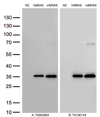 Figure A, Western blot analysis of overexpressed lysates (15ug per lane) from HEK293T cells transfected with empty plasmid (<a href = "https://www.origene.com/catalog/vectors/mammalian-expression-vectors/ps100001-pcmv6-entry-mammalian-expression-vector" title="PS100001" class="">PS100001</a>, NC), human MRAS  plasmid (<a href = "https://www.origene.com/catalog/cdna-clones/expression-plasmids/rc212259-mras-nm-012219-human-tagged-orf-clone" title="RC212259" class="">RC212259</a>, hMRAS), mouse MRAS plasmid (<a href = "https://www.origene.com/catalog/cdna-clones/expression-plasmids/mr202224-mras-nm-008624-mouse-tagged-orf-clone" title="MR202224" class="">MR202224</a>, mMRAS) using anti-MRAS antibody <a href = "https://www.origene.com/catalog/antibodies/primary-antibodies/ta502864-mras-mouse-monoclonal-antibody-clone-id-oti3c4" title="TA502864" class="">TA502864</a> (1:10000@1mg/ml ). Figure B, Western blot analysis of  the same samples as figure A with anti-DDK antibody (<a href = "https://www.origene.com/catalog/antibodies/tag-antibodies/ta180144-ddk-flag-mouse-monoclonal-antibody-clone-oti11c3" title="TA180144" class="">TA180144</a>, 1:10000@1mg/ml)