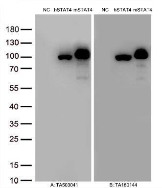 Figure A, Western blot analysis of overexpressed lysates (15ug per lane) from HEK293T cells transfected with empty plasmid (<a href = "https://www.origene.com/catalog/vectors/mammalian-expression-vectors/ps100001-pcmv6-entry-mammalian-expression-vector" title="PS100001" class="">PS100001</a>, NC), human STAT4  plasmid (<a href = "https://www.origene.com/catalog/cdna-clones/expression-plasmids/rc206892-stat4-nm-003151-human-tagged-orf-clone" title="RC206892" class="">RC206892</a>, hSTAT4), mouse STAT4 plasmid (<a href = "https://www.origene.com/catalog/cdna-clones/expression-plasmids/mr227035-stat4-nm-011487-mouse-tagged-orf-clone" title="MR227035" class="">MR227035</a>, mSTAT4) using anti-STAT4 antibody TA503041 (1:10000@1mg/ml). Figure B, Western blot analysis of  the same samples as figure A with anti-DDK antibody (<a href = "https://www.origene.com/catalog/antibodies/tag-antibodies/ta180144-ddk-flag-mouse-monoclonal-antibody-clone-oti11c3" title="TA180144" class="">TA180144</a>, 1:10000@1mg/ml).