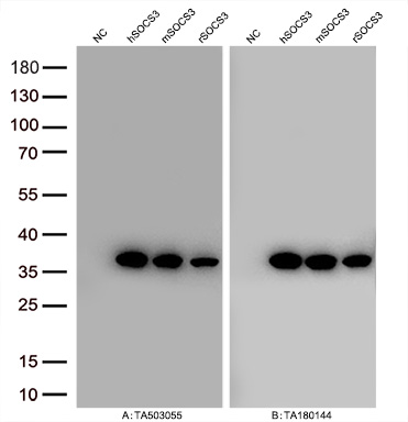 Figure A, Western blot analysis of overexpressed lysates (15ug per lane) from HEK293T cells transfected with empty plasmid (<a href = "https://www.origene.com/catalog/vectors/mammalian-expression-vectors/ps100001-pcmv6-entry-mammalian-expression-vector" title="PS100001" class="">PS100001</a>, NC), human SOCS3  plasmid (<a href = "https://www.origene.com/catalog/cdna-clones/expression-plasmids/rc209305-socs3-nm-003955-human-tagged-orf-clone" title="RC209305" class="">RC209305</a>, hSOCS3), mouse SOCS3 plasmid (<a href = "https://www.origene.com/catalog/cdna-clones/expression-plasmids/mr225636-socs3-nm-007707-mouse-tagged-orf-clone" title="MR225636" class="">MR225636</a>, mSOCS3), rat SOCS3 plasmid (<a href = "https://www.origene.com/catalog/cdna-clones/expression-plasmids/rr209908-socs3-nm-053565-rat-tagged-orf-clone" title="RR209908" class="">RR209908</a>, rSOCS3) using anti-SOCS3 antibody TA503055 (1:10000@1mg/ml). Figure B, Western blot analysis of  the same samples as figure A with anti-DDK antibody (<a href = "https://www.origene.com/catalog/antibodies/tag-antibodies/ta180144-ddk-flag-mouse-monoclonal-antibody-clone-oti11c3" title="TA180144" class="">TA180144</a>, 1:10000@1mg/ml)