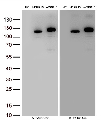 Figure A, Western blot analysis of overexpressed lysates (15ug per lane) from HEK293T cells transfected with empty plasmid (<a href = "https://www.origene.com/catalog/vectors/mammalian-expression-vectors/ps100001-pcmv6-entry-mammalian-expression-vector" title="PS100001" class="">PS100001</a>, NC), human DPP10  plasmid (<a href = "https://www.origene.com/catalog/cdna-clones/expression-plasmids/rc205435-dpp10-nm-020868-human-tagged-orf-clone" title="RC205435" class="">RC205435</a>, hDPP10), mouse DPP10 plasmid (<a href = "https://www.origene.com/catalog/cdna-clones/expression-plasmids/mr210711-dpp10-nm-199021-mouse-tagged-orf-clone" title="MR210711" class="">MR210711</a>, mDPP10) using anti-DPP10 antibody TA503585 (1:10000@1mg/ml). Figure B, Western blot analysis of  the same samples as figure A with anti-DDK antibody (<a href = "https://www.origene.com/catalog/antibodies/tag-antibodies/ta180144-ddk-flag-mouse-monoclonal-antibody-clone-oti11c3" title="TA180144" class="">TA180144</a>, 1:10000@1mg/ml)