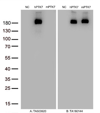 Figure A, Western blot analysis of overexpressed lysates (5ug per lane) from HEK293T cells transfected with empty plasmid (PS100001, NC), human PTK7  plasmid (RC223416, hPTK7), mouse PTK7 plasmid (MR211564, mPTK7) using anti-PTK7 antibody TA503920 (1:20000@1mg/ml). Figure B, Western blot analysis of  the same samples as figure A with anti-DDK antibody (TA180144, 1:10000@1mg/ml)