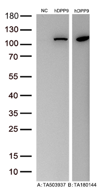 Figure A, Western blot analysis of overexpressed lysates (15ug per lane) from HEK293T cells transfected with empty plasmid (<a href = "https://www.origene.com/catalog/vectors/mammalian-expression-vectors/ps100001-pcmv6-entry-mammalian-expression-vector" title="PS100001" class="">PS100001</a>, NC), human DPP9 plasmid (<a href = "https://www.origene.com/catalog/cdna-clones/expression-plasmids/rc224465-dpp9-nm-139159-human-tagged-orf-clone" title="RC224465" class="">RC224465</a>, hDPP9) using anti-DPP9 antibody TA503937 (1:10000@1mg/ml). Figure B, Western blot analysis of the same human DPP9 samples as figure A with anti-DDK antibody (<a href = "https://www.origene.com/catalog/antibodies/tag-antibodies/ta180144-ddk-flag-mouse-monoclonal-antibody-clone-oti11c3" title="TA180144" class="">TA180144</a>, 1:10000@1mg/ml)