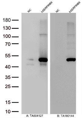 Figure A, Western blot analysis of overexpressed lysates (15ug per lane) from HEK293T cells transfected with empty plasmid (<a href = "https://www.origene.com/catalog/vectors/mammalian-expression-vectors/ps100001-pcmv6-entry-mammalian-expression-vector" title="PS100001" class="">PS100001</a>, NC), human SERPINB6  plasmid (<a href = "https://www.origene.com/catalog/cdna-clones/expression-plasmids/rc200668-serpinb6-nm-004568-human-tagged-orf-clone" title="RC200668" class="">RC200668</a>, hSERPINB6) using anti-SERPINB6 antibody TA504127 (1:10000@1mg/ml ). Figure B, Western blot analysis of  the same samples as figure A with anti-DDK antibody (<a href = "https://www.origene.com/catalog/antibodies/tag-antibodies/ta180144-ddk-flag-mouse-monoclonal-antibody-clone-oti11c3" title="TA180144" class="">TA180144</a>, 1:10000@1mg/ml)