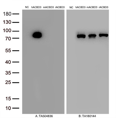 ACBD3 Mouse Monoclonal Antibody (Biotin conjugated) [Clone ID: OTI3A1]