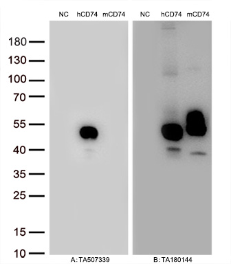 DHLAG (CD74) Mouse Monoclonal Antibody [Clone ID: OTI1H3]