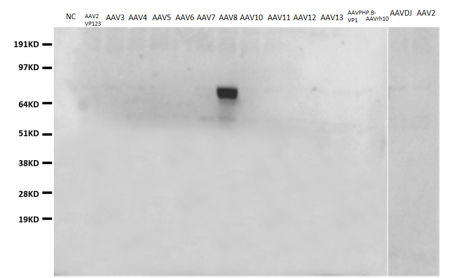 HEK293T cells were transfected with the pCMV6-ENTRY control (lane 1) or pCMV6-ENTRY AAV family lysates (lane 2-16). Equivalent amounts of cell lysates (5 ug per lane) were separated by SDS-PAGE and immunoblotted with anti-AAV8 (TA591069, 1:500).