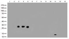 hIgG Lambda light chain Rabbit Monoclonal Antibody [Clone ID: OTIR10C7 ...