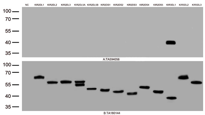 KIR3DL1 Rabbit Monoclonal Antibody [Clone ID: OTIR1A9]
