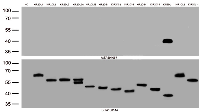 KIR3DL1 Rabbit Monoclonal Antibody [Clone ID: OTIR1C2]