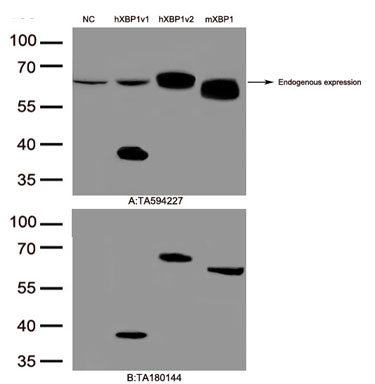 Figure A, Western blot analysis of overexpressed lysates(15ug per lane)  from  HEK293T cells transfected with empty plasmid (<a href = "https://www.origene.com/catalog/vectors/mammalian-expression-vectors/ps100001-pcmv6-entry-mammalian-expression-vector" title="PS100001" class="">PS100001</a>, NC) , human XBP1v1 plasmid (<a href = "https://www.origene.com/catalog/cdna-clones/expression-plasmids/rc201959-xbp1-nm-005080-human-tagged-orf-clone" title="RC201959" class="">RC201959</a>, hXBP1v1), human XBP1v2 plasmid (<a href = "https://www.origene.com/catalog/cdna-clones/expression-plasmids/rc224396-xbp1-nm-001079539-human-tagged-orf-clone" title="RC224396" class="">RC224396</a>, hXBP1v2), mouse XBP1 plasmid (<a href = "https://www.origene.com/catalog/cdna-clones/expression-plasmids/mr203542-xbp1-nm-013842-mouse-tagged-orf-clone" title="MR203542" class="">MR203542</a>, mXBP1) using anti-XBP1 antibody TA594227(1:2000). Figure B, Western blot analysis of  the same samples as figure A with anti-DDK antibody (<a href = "https://www.origene.com/catalog/antibodies/tag-antibodies/ta180144-ddk-flag-mouse-monoclonal-antibody-clone-oti11c3" title="TA180144" class="">TA180144</a>, 1:1000)
