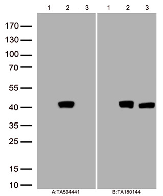 Inhibin beta E chain (INHBE) Rabbit Monoclonal Antibody [Clone ID: OTIR4A6]