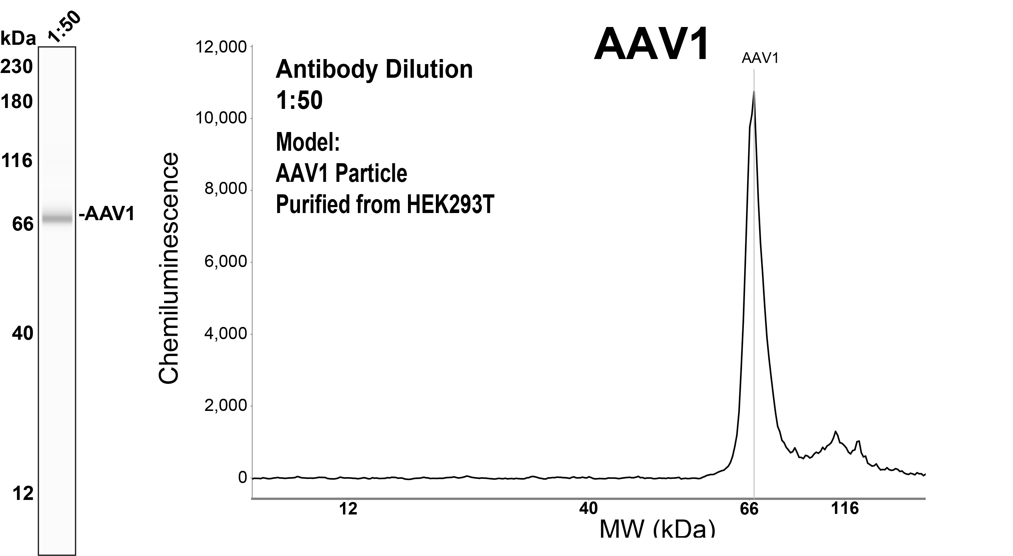 Simple Western™ analysis of AAV1 purified from HEK293  using AAV1 Rabbit Monoclonal Antibody #TA594472. The virtual lane view (left) shows the target (as indicated) at 1:50 dilution of primary antibody. The corresponding electropherogram view (right) plots chemiluminescence by molecular weight along the capillary at 1:50  dilutions of primary antibody. This experiment was performed under reducing conditions on the Jess™ Simple Western instrument from ProteinSimple, a Bio-Techne brand, using the 12–230 kDa Separation Module.
