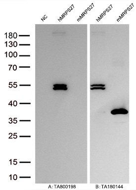 Figure A, Western blot analysis of overexpressed lysates (15ug per lane) from HEK293T cells transfected with empty plasmid (<a href = "https://www.origene.com/catalog/vectors/mammalian-expression-vectors/ps100001-pcmv6-entry-mammalian-expression-vector" title="PS100001" class="">PS100001</a>, NC), human MRPS27  plasmid (<a href = "https://www.origene.com/catalog/cdna-clones/expression-plasmids/rc209478-mrps27-nm-015084-human-tagged-orf-clone" title="RC209478" class="">RC209478</a>, hMRPS27), mouse MRPS27 plasmid (<a href = "https://www.origene.com/catalog/cdna-clones/expression-plasmids/mr203136-mrps27-bc049149-mouse-tagged-orf-clone" title="MR203136" class="">MR203136</a>, mMRPS27) using anti-MRPS27 antibody TA800198 (1:10000@1mg/ml ). Figure B, Western blot analysis of the same human MRPS27 and mouse MRPS27 samples as figure A with anti-DDK antibody (<a href = "https://www.origene.com/catalog/antibodies/tag-antibodies/ta180144-ddk-flag-mouse-monoclonal-antibody-clone-oti11c3" title="TA180144" class="">TA180144</a>, 1:10000@1mg/ml)