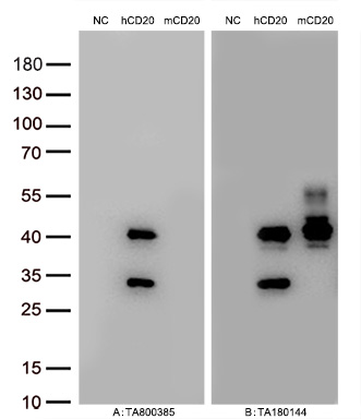 Figure A, Western blot analysis of overexpressed lysates (15ug per lane) from HEK293T cells transfected with empty plasmid (PS100001, NC), human CD20  plasmid (RC201242, hCD20), mouse CD20 plasmid (MR203990, mCD20) using anti-CD20 antibody TA800385 (1:10000@1mg/ml). Figure B, Western blot analysis of  the same samples as figure A with anti-DDK antibody (TA180144, 1:10000@1mg/ml).