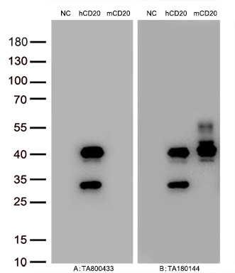 Figure A, Western blot analysis of overexpressed lysates (15ug per lane) from HEK293T cells transfected with empty plasmid (<a href = "https://www.origene.com/catalog/vectors/mammalian-expression-vectors/ps100001-pcmv6-entry-mammalian-expression-vector" title="PS100001" class="">PS100001</a>, NC), human CD20  plasmid (<a href = "https://www.origene.com/catalog/cdna-clones/expression-plasmids/rc201242-cd20-ms4a1-nm-021950-human-tagged-orf-clone" title="RC201242" class="">RC201242</a>, hCD20), mouse CD20 plasmid (<a href = "https://www.origene.com/catalog/cdna-clones/expression-plasmids/mr203990-ms4a1-nm-007641-mouse-tagged-orf-clone" title="MR203990" class="">MR203990</a>, mCD20) using anti-CD20 antibody TA800433 (1:10000@1mg/ml). Figure B, Western blot analysis of  the same samples as figure A with anti-DDK antibody (<a href = "https://www.origene.com/catalog/antibodies/tag-antibodies/ta180144-ddk-flag-mouse-monoclonal-antibody-clone-oti11c3" title="TA180144" class="">TA180144</a>, 1:10000@1mg/ml).