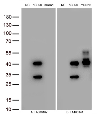 Figure A, Western blot analysis of overexpressed lysates (15ug per lane) from HEK293T cells transfected with empty plasmid (<a href = "https://www.origene.com/catalog/vectors/mammalian-expression-vectors/ps100001-pcmv6-entry-mammalian-expression-vector" title="PS100001" class="">PS100001</a>, NC), human CD20  plasmid (<a href = "https://www.origene.com/catalog/cdna-clones/expression-plasmids/rc201242-cd20-ms4a1-nm-021950-human-tagged-orf-clone" title="RC201242" class="">RC201242</a>, hCD20), mouse CD20 plasmid (<a href = "https://www.origene.com/catalog/cdna-clones/expression-plasmids/mr203990-ms4a1-nm-007641-mouse-tagged-orf-clone" title="MR203990" class="">MR203990</a>, mCD20) using anti-CD20 antibody <a href = "https://www.origene.com/catalog/antibodies/primary-antibodies/ta800487-cd20-ms4a1-mouse-monoclonal-antibody-clone-id-oti2d3" title="TA800487" class="">TA800487</a> (1:10000@1mg/ml). Figure B, Western blot analysis of  the same samples as figure A with anti-DDK antibody (<a href = "https://www.origene.com/catalog/antibodies/tag-antibodies/ta180144-ddk-flag-mouse-monoclonal-antibody-clone-oti11c3" title="TA180144" class="">TA180144</a>, 1:10000@1mg/ml)