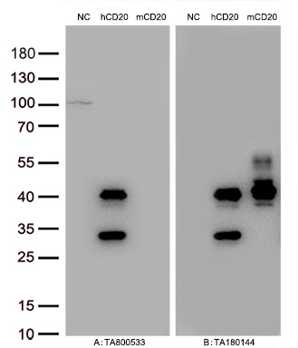 Figure A, Western blot analysis of overexpressed lysates (15ug per lane) from HEK293T cells transfected with empty plasmid (PS100001, NC), human CD20  plasmid (RC201242, hCD20), mouse CD20 plasmid (MR203990, mCD20) using anti-CD20 antibody TA800533 (1:10000@1mg/ml). Figure B, Western blot analysis of  the same samples as figure A with anti-DDK antibody (TA180144, 1:10000@1mg/ml)