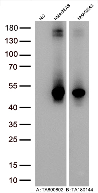 Figure A, Western blot analysis of overexpressed lysates (5ug per lane) from HEK293T cells transfected with empty plasmid (<a href = "https://www.origene.com/catalog/vectors/mammalian-expression-vectors/ps100001-pcmv6-entry-mammalian-expression-vector" title="PS100001" class="">PS100001</a>, NC), human MAGEA3 plasmid (<a href = "https://www.origene.com/catalog/cdna-clones/expression-plasmids/rc203288-magea3-nm-005362-human-tagged-orf-clone" title="RC203288" class="">RC203288</a>, hMAGEA3) using anti-MAGEA3 antibody TA800802 (1:20000@1mg/ml). Figure B, Western blot analysis of the same human MAGEA3 samples as figure A with anti-DDK antibody (<a href = "https://www.origene.com/catalog/antibodies/tag-antibodies/ta180144-ddk-flag-mouse-monoclonal-antibody-clone-oti11c3" title="TA180144" class="">TA180144</a>, 1:10000@1mg/ml)
