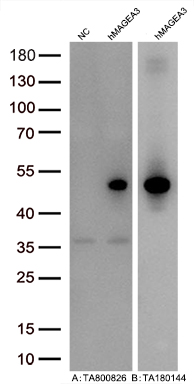 Figure A, Western blot analysis of overexpressed lysates (5ug per lane) from HEK293T cells transfected with empty plasmid (<a href = "https://www.origene.com/catalog/vectors/mammalian-expression-vectors/ps100001-pcmv6-entry-mammalian-expression-vector" title="PS100001" class="">PS100001</a>, NC), human MAGEA3 plasmid (<a href = "https://www.origene.com/catalog/cdna-clones/expression-plasmids/rc203288-magea3-nm-005362-human-tagged-orf-clone" title="RC203288" class="">RC203288</a>, hMAGEA3) using anti-MAGEA3 antibody TA800826 (1:20000@1mg/ml). Figure B, Western blot analysis of the same human MAGEA3 samples as figure A with anti-DDK antibody (<a href = "https://www.origene.com/catalog/antibodies/tag-antibodies/ta180144-ddk-flag-mouse-monoclonal-antibody-clone-oti11c3" title="TA180144" class="">TA180144</a>, 1:10000@1mg/ml)