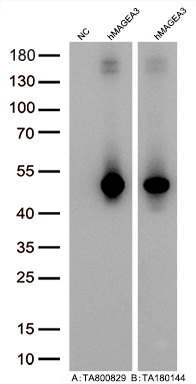 Figure A, Western blot analysis of overexpressed lysates (5ug per lane) from HEK293T cells transfected with empty plasmid (<a href = "https://www.origene.com/catalog/vectors/mammalian-expression-vectors/ps100001-pcmv6-entry-mammalian-expression-vector" title="PS100001" class="">PS100001</a>, NC), human MAGEA3 plasmid (<a href = "https://www.origene.com/catalog/cdna-clones/expression-plasmids/rc203288-magea3-nm-005362-human-tagged-orf-clone" title="RC203288" class="">RC203288</a>, hMAGEA3) using anti-MAGEA3 antibody <a href = "https://www.origene.com/catalog/antibodies/primary-antibodies/ta800829-magea3-mouse-monoclonal-antibody-clone-id-oti4e2" title="TA800829" class="">TA800829</a> (1:20000@1mg/ml). Figure B, Western blot analysis of the same human MAGEA3 samples as figure A with anti-DDK antibody (<a href = "https://www.origene.com/catalog/antibodies/tag-antibodies/ta180144-ddk-flag-mouse-monoclonal-antibody-clone-oti11c3" title="TA180144" class="">TA180144</a>, 1:10000@1mg/ml)