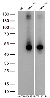 Figure A, Western blot analysis of overexpressed lysates (5ug per lane) from HEK293T cells transfected with empty plasmid (<a href = "https://www.origene.com/catalog/vectors/mammalian-expression-vectors/ps100001-pcmv6-entry-mammalian-expression-vector" title="PS100001" class="">PS100001</a>, NC), human MAGEA3 plasmid (<a href = "https://www.origene.com/catalog/cdna-clones/expression-plasmids/rc203288-magea3-nm-005362-human-tagged-orf-clone" title="RC203288" class="">RC203288</a>, hMAGEA3) using anti-MAGEA3 antibody <a href = "https://www.origene.com/catalog/antibodies/primary-antibodies/ta800853-magea3-mouse-monoclonal-antibody-clone-id-oti2b1" title="TA800853" class="">TA800853</a> (1:20000@1mg/ml). Figure B, Western blot analysis of the same human MAGEA3 samples as figure A with anti-DDK antibody (<a href = "https://www.origene.com/catalog/antibodies/tag-antibodies/ta180144-ddk-flag-mouse-monoclonal-antibody-clone-oti11c3" title="TA180144" class="">TA180144</a>, 1:10000@1mg/ml)