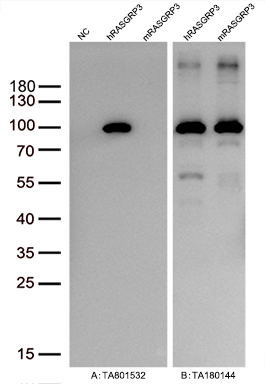 Figure A, Western blot analysis of overexpressed lysates (10ug per lane) from HEK293T cells transfected with empty plasmid (<a href = "https://www.origene.com/catalog/vectors/mammalian-expression-vectors/ps100001-pcmv6-entry-mammalian-expression-vector" title="PS100001" class="">PS100001</a>, NC), human RASGRP3 plasmid (<a href = "https://www.origene.com/catalog/cdna-clones/expression-plasmids/rc227703-rasgrp3-nm-001139488-human-tagged-orf-clone" title="RC227703" class="">RC227703</a>, hRASGRP3), mouse RASGRP3 plasmid (<a href = "https://www.origene.com/catalog/cdna-clones/expression-plasmids/mr210071-rasgrp3-nm-001166493-mouse-tagged-orf-clone" title="MR210071" class="">MR210071</a>, mRASGRP3) using anti-RASGRP3 antibody <a href = "https://www.origene.com/catalog/antibodies/primary-antibodies/ta801532-rasgrp3-mouse-monoclonal-antibody-clone-id-oti5d2" title="TA801532" class="">TA801532</a> (1:10000@1mg/ml). Figure B, Western blot analysis of the same human RASGRP3 and mouse RASGRP3 samples as figure A with anti-DDK antibody (<a href = "https://www.origene.com/catalog/antibodies/tag-antibodies/ta180144-ddk-flag-mouse-monoclonal-antibody-clone-oti11c3" title="TA180144" class="">TA180144</a>, 1:10000@1mg/ml)