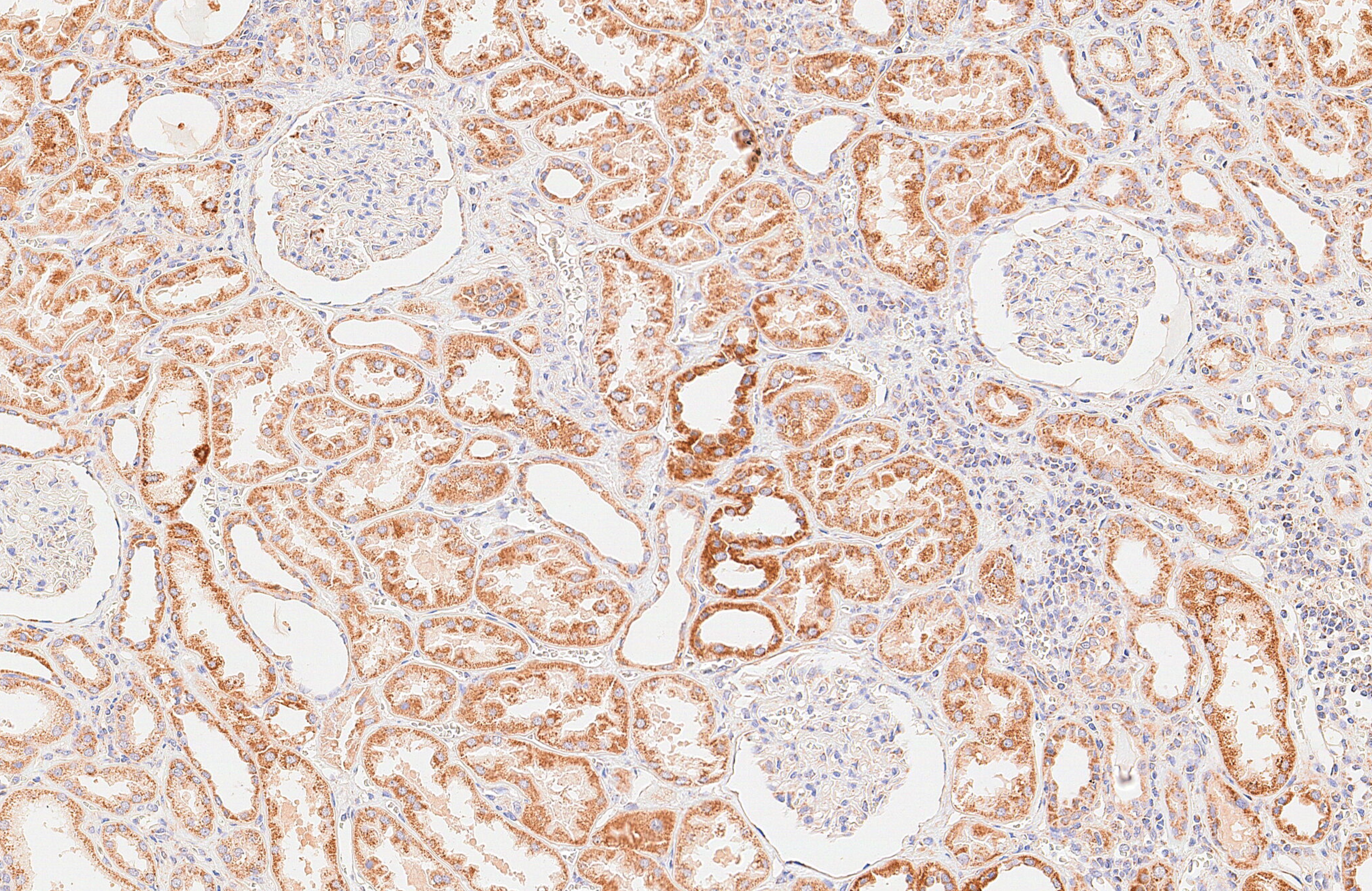 Immunohistochemical staining of paraffin-embedded human kidney using anti-ISCU mouse monoclonal antibody.(Heat-induced epitope retrieval by 1mM EDTA in 10mM Tris buffer (pH8.0) at 120°C for 3 min, TA803397)
