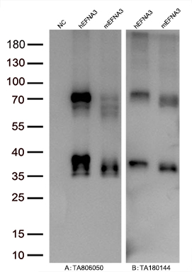 Figure A, Western blot analysis of overexpressed lysates (15ug per lane) from HEK293T cells transfected with empty plasmid (<a href = "https://www.origene.com/catalog/vectors/mammalian-expression-vectors/ps100001-pcmv6-entry-mammalian-expression-vector" title="PS100001" class="">PS100001</a>, NC), human EFNA3 plasmid (<a href = "https://www.origene.com/catalog/cdna-clones/expression-plasmids/rc210313-ephrin-a3-efna3-nm-004952-human-tagged-orf-clone" title="RC210313" class="">RC210313</a>, hEFNA3), mouse EFNA3 plasmid (<a href = "https://www.origene.com/catalog/cdna-clones/expression-plasmids/mr226272-efna3-nm-010108-mouse-tagged-orf-clone" title="MR226272" class="">MR226272</a>, mEFNA3) using anti-EFNA3 antibody TA806050 (1:10000@1mg/ml). Figure B, Western blot analysis of the same human EFNA3 and mouse EFNA3 samples as figure A with anti-DDK antibody (<a href = "https://www.origene.com/catalog/antibodies/tag-antibodies/ta180144-ddk-flag-mouse-monoclonal-antibody-clone-oti11c3" title="TA180144" class="">TA180144</a>, 1:10000@1mg/ml)