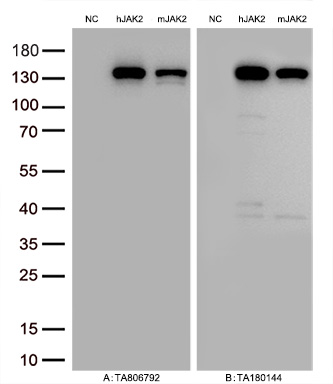 Figure A, Western blot analysis of overexpressed lysates (25ug per lane) from HEK293T cells transfected with empty plasmid (<a href = "https://www.origene.com/catalog/vectors/mammalian-expression-vectors/ps100001-pcmv6-entry-mammalian-expression-vector" title="PS100001" class="">PS100001</a>, NC), human JAK2  plasmid (<a href = "https://www.origene.com/catalog/cdna-clones/expression-plasmids/rc220503-jak2-nm-004972-human-tagged-orf-clone" title="RC220503" class="">RC220503</a>, hJAK2), mouse JAK2 plasmid (<a href = "https://www.origene.com/catalog/cdna-clones/expression-plasmids/mr211681-jak2-nm-001048177-mouse-tagged-orf-clone" title="MR211681" class="">MR211681</a>, mJAK2) using anti-JAK2 antibody <a href = "https://www.origene.com/catalog/antibodies/primary-antibodies/ta806792-jak2-mouse-monoclonal-antibody-clone-id-oti2f5" title="TA806792" class="">TA806792</a> (1:5000@1mg/ml). Figure B, Western blot analysis of  the same samples as figure A with anti-DDK antibody (<a href = "https://www.origene.com/catalog/antibodies/tag-antibodies/ta180144-ddk-flag-mouse-monoclonal-antibody-clone-oti11c3" title="TA180144" class="">TA180144</a>, 1:10000@1mg/ml).