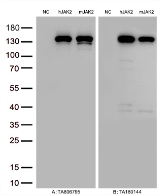 Figure A, Western blot analysis of overexpressed lysates (25ug per lane) from HEK293T cells transfected with empty plasmid (<a href = "https://www.origene.com/catalog/vectors/mammalian-expression-vectors/ps100001-pcmv6-entry-mammalian-expression-vector" title="PS100001" class="">PS100001</a>, NC), human JAK2  plasmid (<a href = "https://www.origene.com/catalog/cdna-clones/expression-plasmids/rc220503-jak2-nm-004972-human-tagged-orf-clone" title="RC220503" class="">RC220503</a>, hJAK2), mouse JAK2 plasmid (<a href = "https://www.origene.com/catalog/cdna-clones/expression-plasmids/mr211681-jak2-nm-001048177-mouse-tagged-orf-clone" title="MR211681" class="">MR211681</a>, mJAK2) using anti-JAK2 antibody TA806795 (1:5000@1mg/ml). Figure B, Western blot analysis of  the same samples as figure A with anti-DDK antibody (<a href = "https://www.origene.com/catalog/antibodies/tag-antibodies/ta180144-ddk-flag-mouse-monoclonal-antibody-clone-oti11c3" title="TA180144" class="">TA180144</a>, 1:10000@1mg/ml).