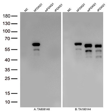 Figure A, Western blot analysis of overexpressed lysates (15ug per lane) from HEK293T cells transfected with empty plasmid (<a href = "https://www.origene.com/catalog/vectors/mammalian-expression-vectors/ps100001-pcmv6-entry-mammalian-expression-vector" title="PS100001" class="">PS100001</a>, NC), human FOXQ1  plasmid (<a href = "https://www.origene.com/catalog/cdna-clones/expression-plasmids/rc208831-foxq1-nm-033260-human-tagged-orf-clone" title="RC208831" class="">RC208831</a>, hFOXQ1), mouse FOXQ1 plasmid (<a href = "https://www.origene.com/catalog/cdna-clones/expression-plasmids/mr206286-foxq1-nm-008239-mouse-tagged-orf-clone" title="MR206286" class="">MR206286</a>, mFOXQ1), rat FOXQ1 plasmid (<a href = "https://www.origene.com/catalog/cdna-clones/expression-plasmids/rr202572-foxq1-nm-022858-rat-tagged-orf-clone" title="RR202572" class="">RR202572</a>, rFOXQ1) using anti-FOXQ1 antibody TA808148 (1:10000@1mg/ml). Figure B, Western blot analysis of  the same samples as figure A with anti-DDK antibody (<a href = "https://www.origene.com/catalog/antibodies/tag-antibodies/ta180144-ddk-flag-mouse-monoclonal-antibody-clone-oti11c3" title="TA180144" class="">TA180144</a>, 1:10000@1mg/ml)