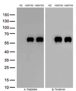 Figure A, Western blot analysis of overexpressed lysates (5ug per lane) from HEK293T cells transfected with empty plasmid (<a href = "https://www.origene.com/catalog/vectors/mammalian-expression-vectors/ps100001-pcmv6-entry-mammalian-expression-vector" title="PS100001" class="">PS100001</a>, NC), human GATA3  plasmid (<a href = "https://www.origene.com/catalog/cdna-clones/expression-plasmids/rc211904-gata3-nm-001002295-human-tagged-orf-clone" title="RC211904" class="">RC211904</a>, hGATA3), mouse GATA3 plasmid (<a href = "https://www.origene.com/catalog/cdna-clones/expression-plasmids/mr227460-gata3-nm-008091-mouse-tagged-orf-clone" title="MR227460" class="">MR227460</a>, mGATA3) using anti-GATA3 antibody TA809094 (1:10000@1mg/ml ). Figure B, Western blot analysis of the same samples as figure A with anti-DDK antibody (<a href = "https://www.origene.com/catalog/antibodies/tag-antibodies/ta180144-ddk-flag-mouse-monoclonal-antibody-clone-oti11c3" title="TA180144" class="">TA180144</a>, 1:10000@1mg/ml)