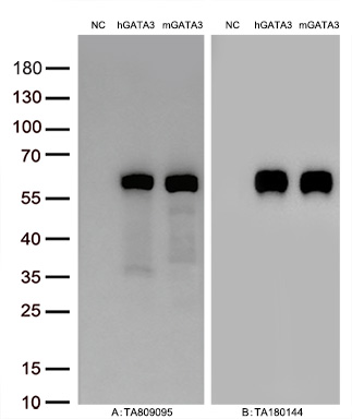 GATA3 Mouse Monoclonal Antibody [Clone ID: OTI8H4]