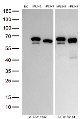 Figure A, Western blot analysis of overexpressed lysates (15ug per lane) from HEK293T cells transfected with empty plasmid (<a href = "https://www.origene.com/catalog/vectors/mammalian-expression-vectors/ps100001-pcmv6-entry-mammalian-expression-vector" title="PS100001" class="">PS100001</a>, NC), human PLIN5 plasmid (<a href = "https://www.origene.com/catalog/cdna-clones/expression-plasmids/rc224783-lsdp5-plin5-nm-001013706-human-tagged-orf-clone" title="RC224783" class="">RC224783</a>, hPLIN5), mouse PLIN5 plasmid (<a href = "https://www.origene.com/catalog/cdna-clones/expression-plasmids/mr230035-plin5-nm-025874-mouse-tagged-orf-clone" title="MR230035" class="">MR230035</a>, mPLIN5) using anti-PLIN5 antibody TA811642 (1:10000@1mg/ml). Figure B, Western blot analysis of the same human PLIN5 and mouse PLIN5 samples as figure A with anti-DDK antibody (<a href = "https://www.origene.com/catalog/antibodies/tag-antibodies/ta180144-ddk-flag-mouse-monoclonal-antibody-clone-oti11c3" title="TA180144" class="">TA180144</a>, 1:10000@1mg/ml)