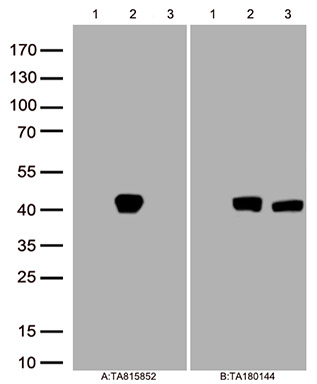 Inhibin beta E chain (INHBE) Mouse Monoclonal Antibody [Clone ID: OTI14B5]