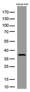 Western blot analysis of extracts (50ug per lane) from  mouse liver lysates by using anti-HSD11B1 monoclonal antibody(TA815904, 1:100)